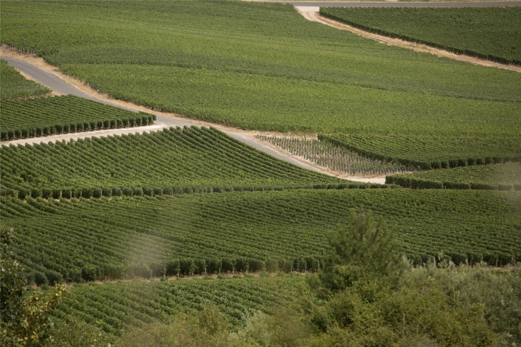 Vignoble champenois