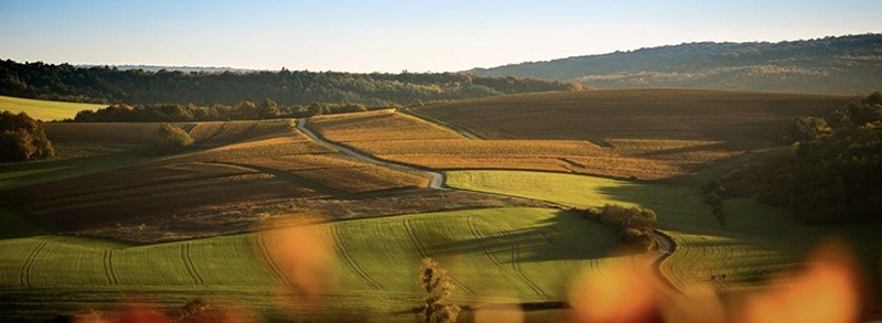 Vignoble champenois - Comité Champagne