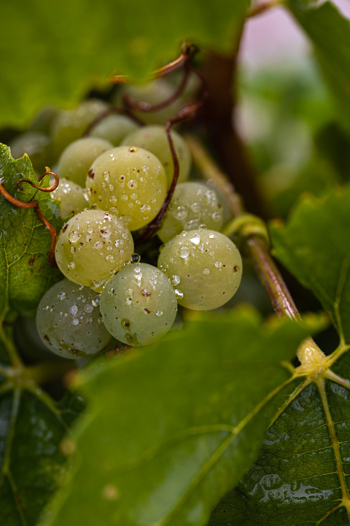 Grappe de raisins Chardonnay - Reportage photo Champagne Antoine Chevalier - Agence Discovery