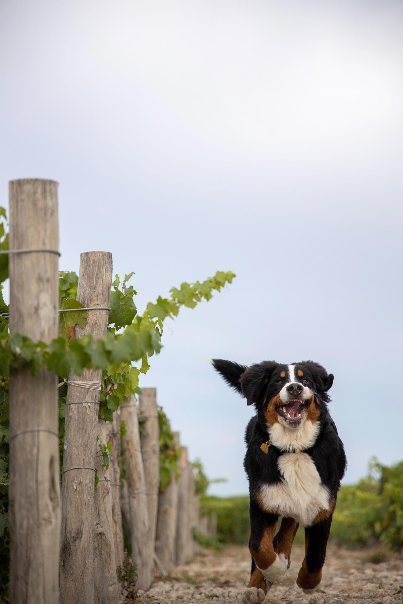 Chien lors du reportage photo du Champagne Antoine Chevalier - Agence Discovery