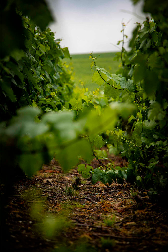 Vignes Champagne Benoit Cocteaux