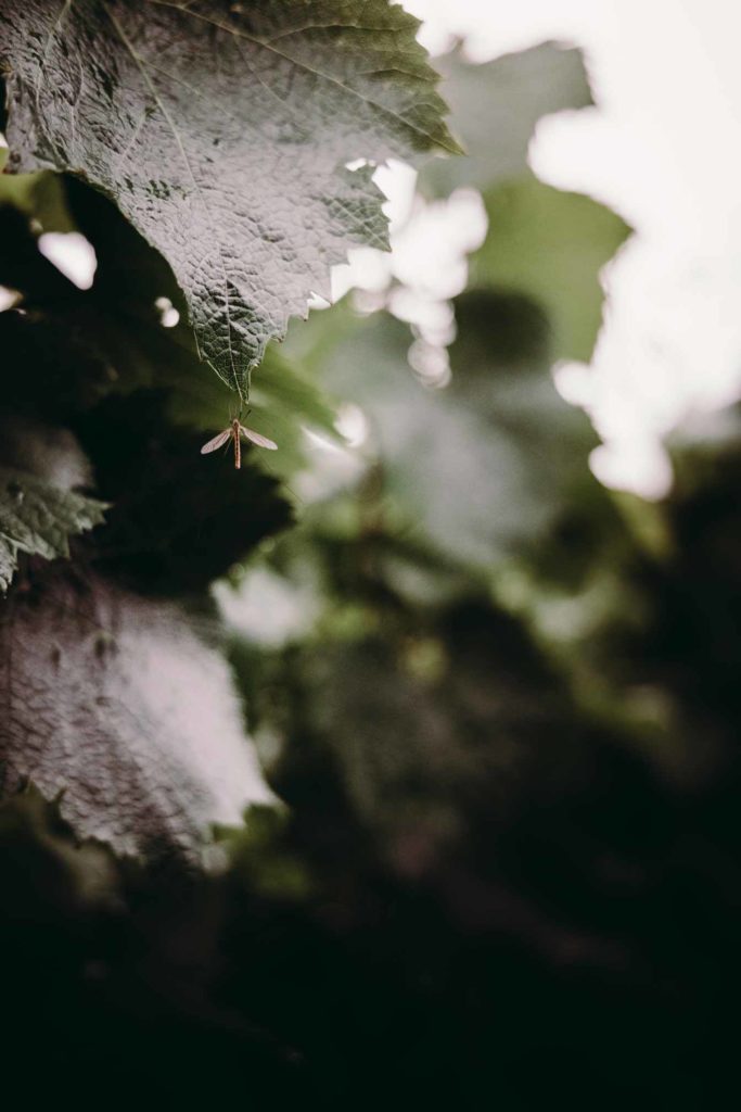 Feuilles de vignes - Identité terroir du Chamapgne Benoît Cocteaux - Agence Discovery branding Reims