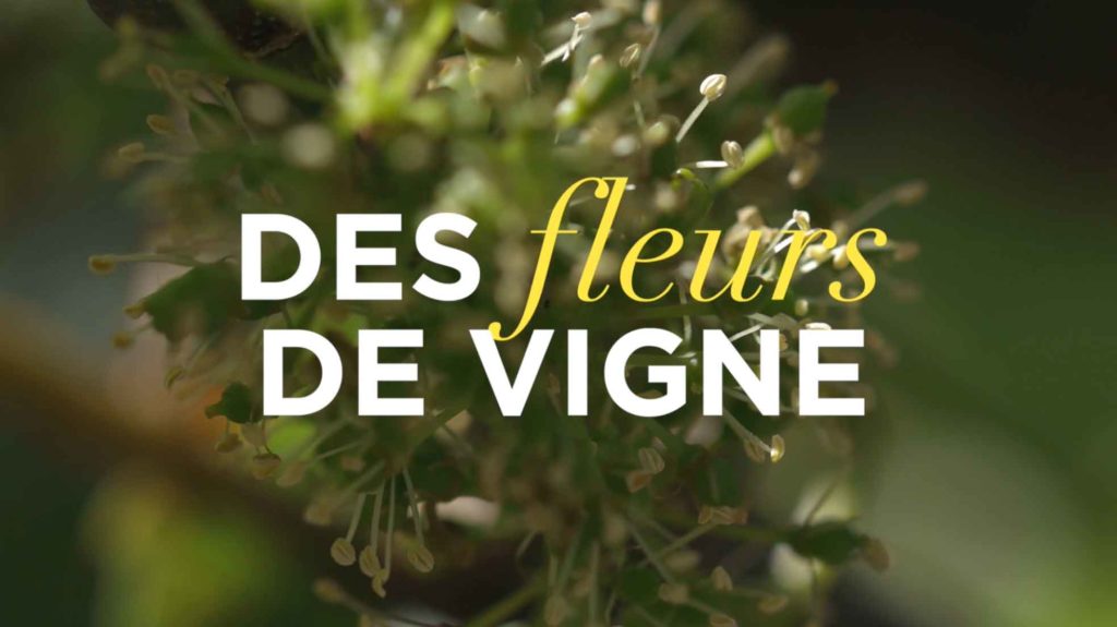 La fleur de vigne en Champagne par Nicolas Feuilllatte - Réalisation Agence Discovery