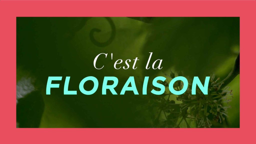 La floraison de la fleur de vigne par le Champagne Nicolas Feuillatte - Réalisation Agence Discovery Reims