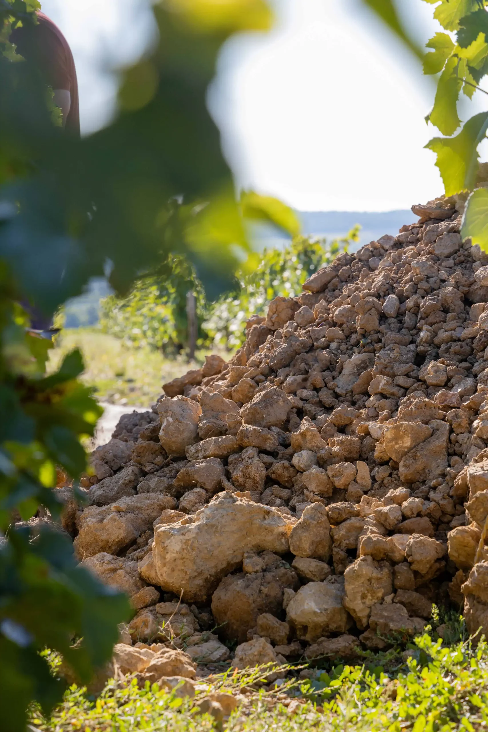 Terre issu de la fosse de la parcelle Franc de Pied du Domaine L&C Poitout en Bourgogne | Réalisation Agence Discovery