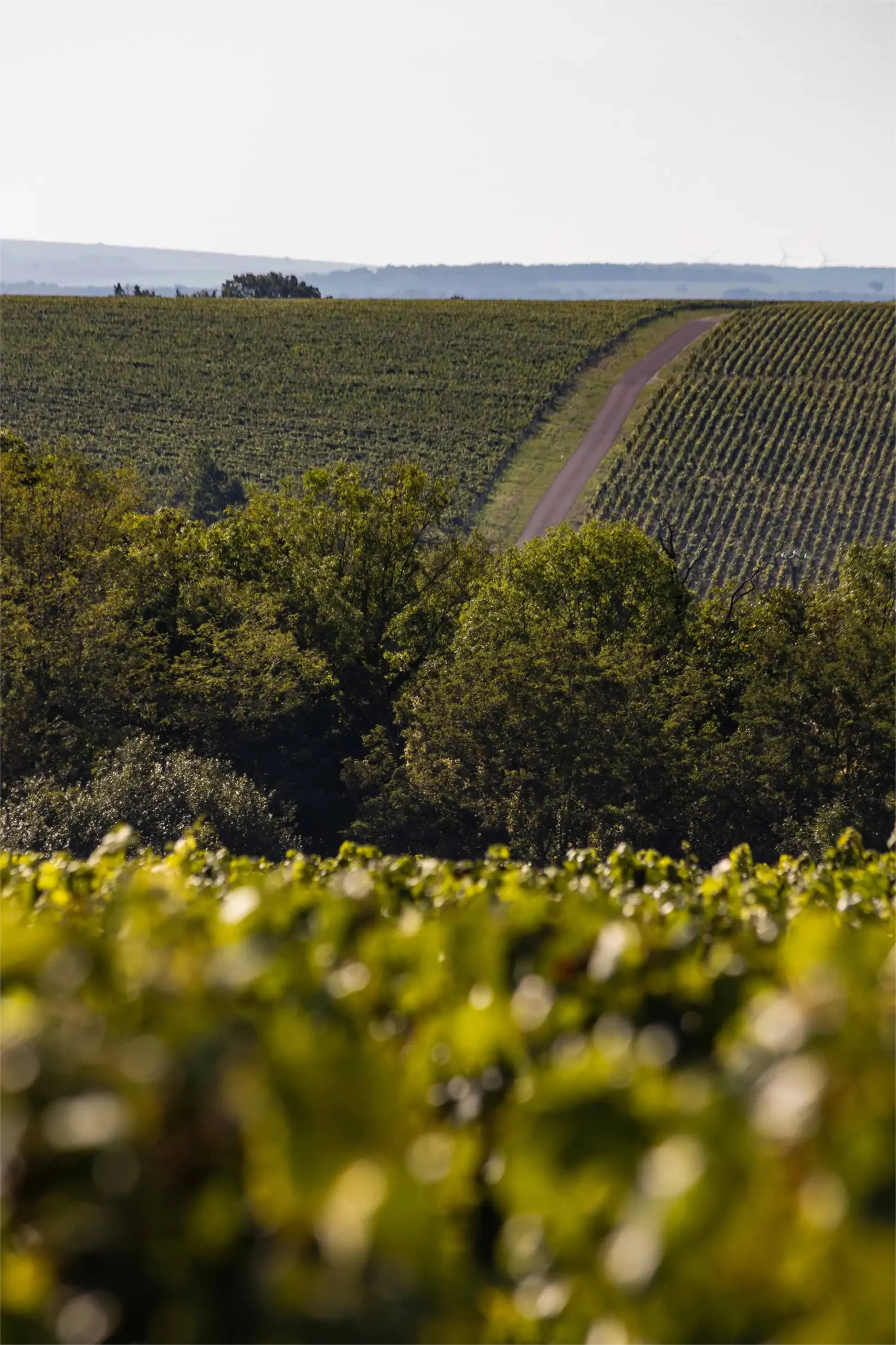 Paysage de vignes en Bourgogne pour le domaine L&C Poitout | Réalisation Agence Discovery