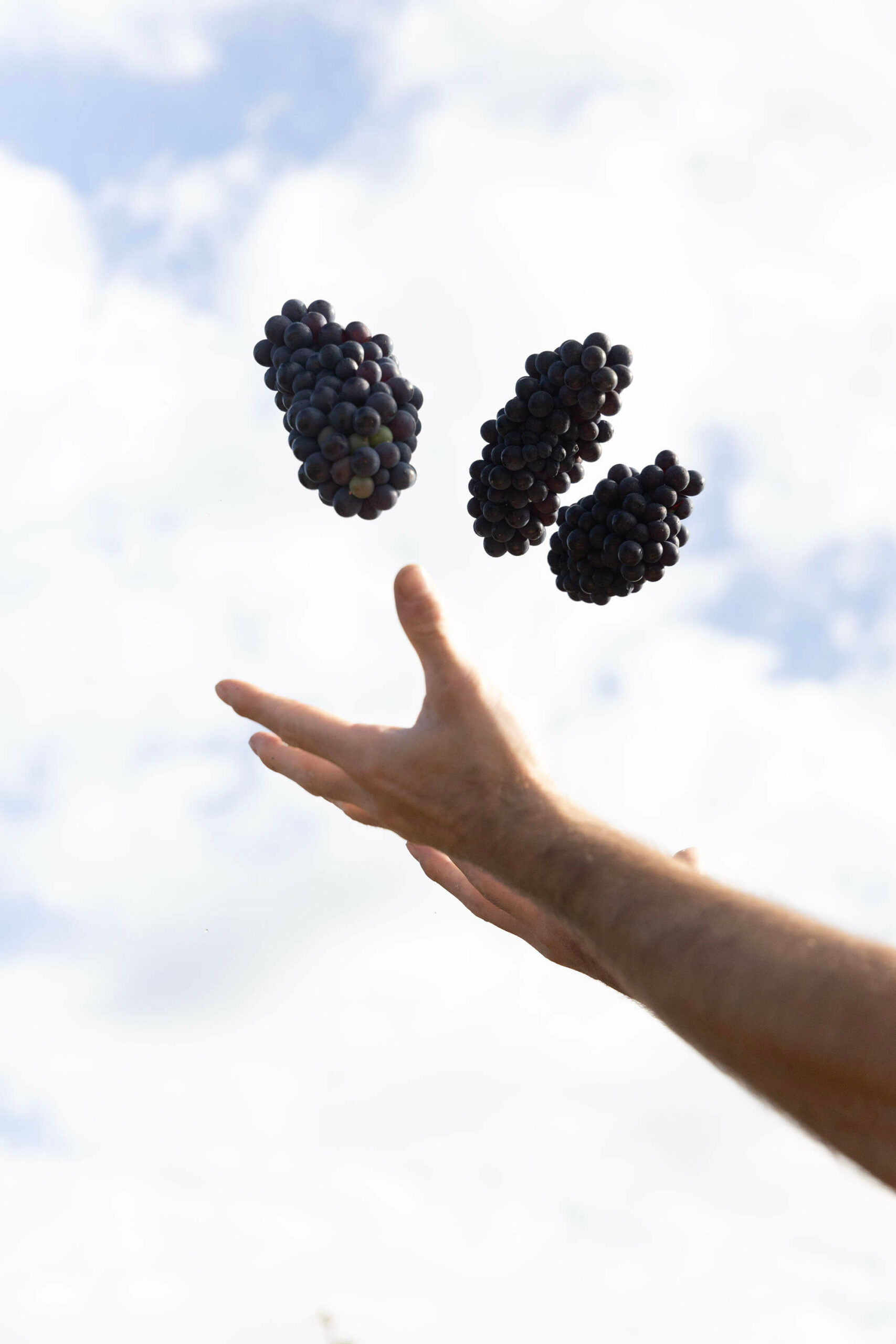 Grappe de raisins Meunier du Champagne Lasseaux | Photo Agence Discovery